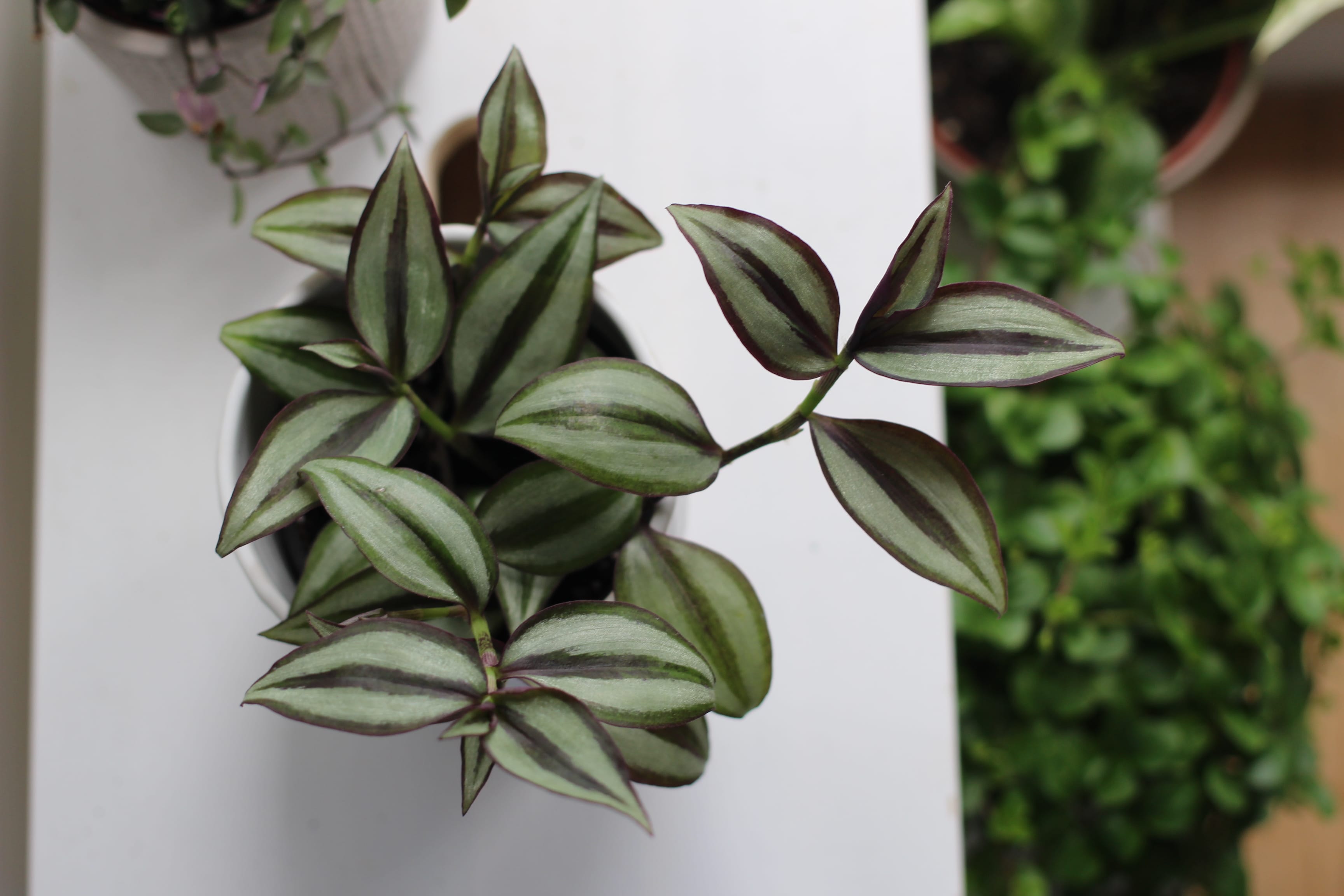 Tradescantia care