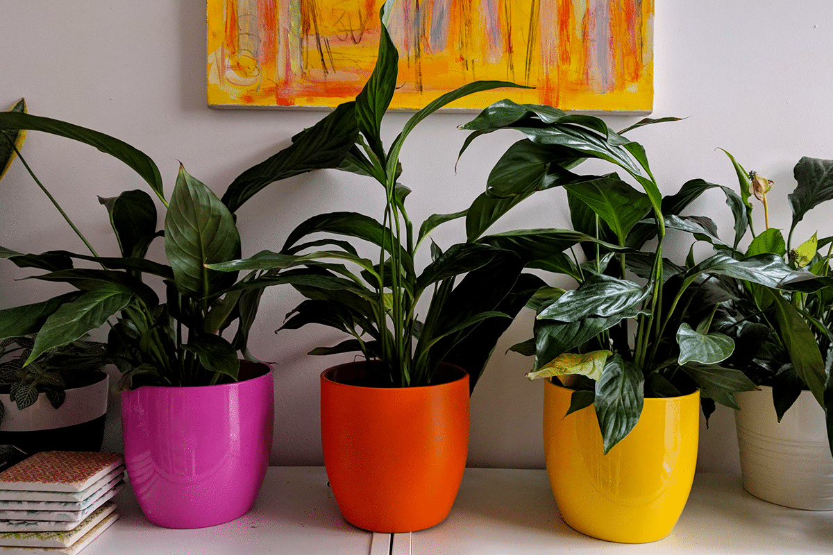 Pots and planters