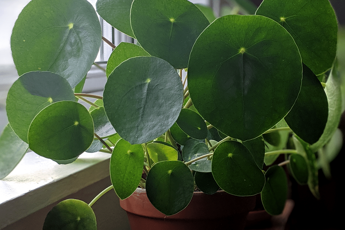 Pilea peperomiodes care