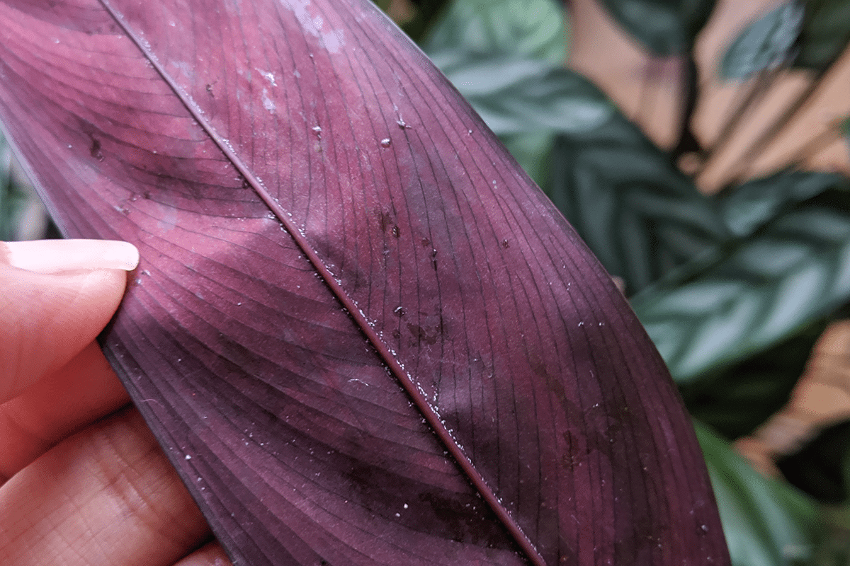 Spider mites