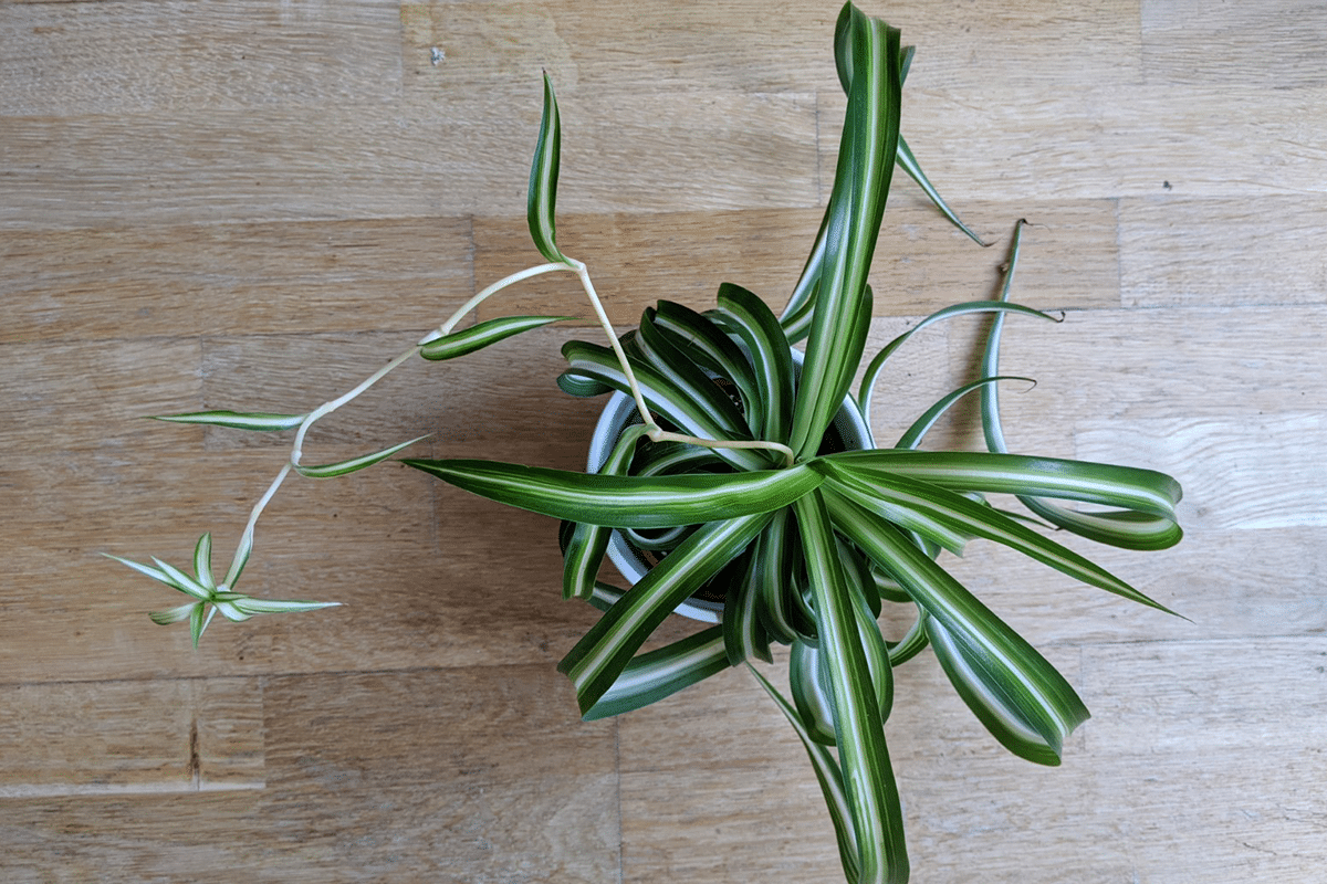 Spider plant care