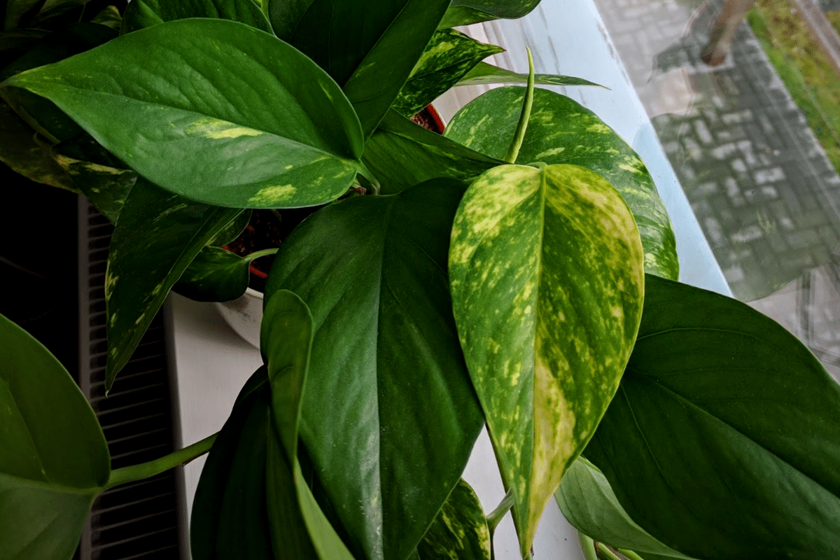 Pothos care