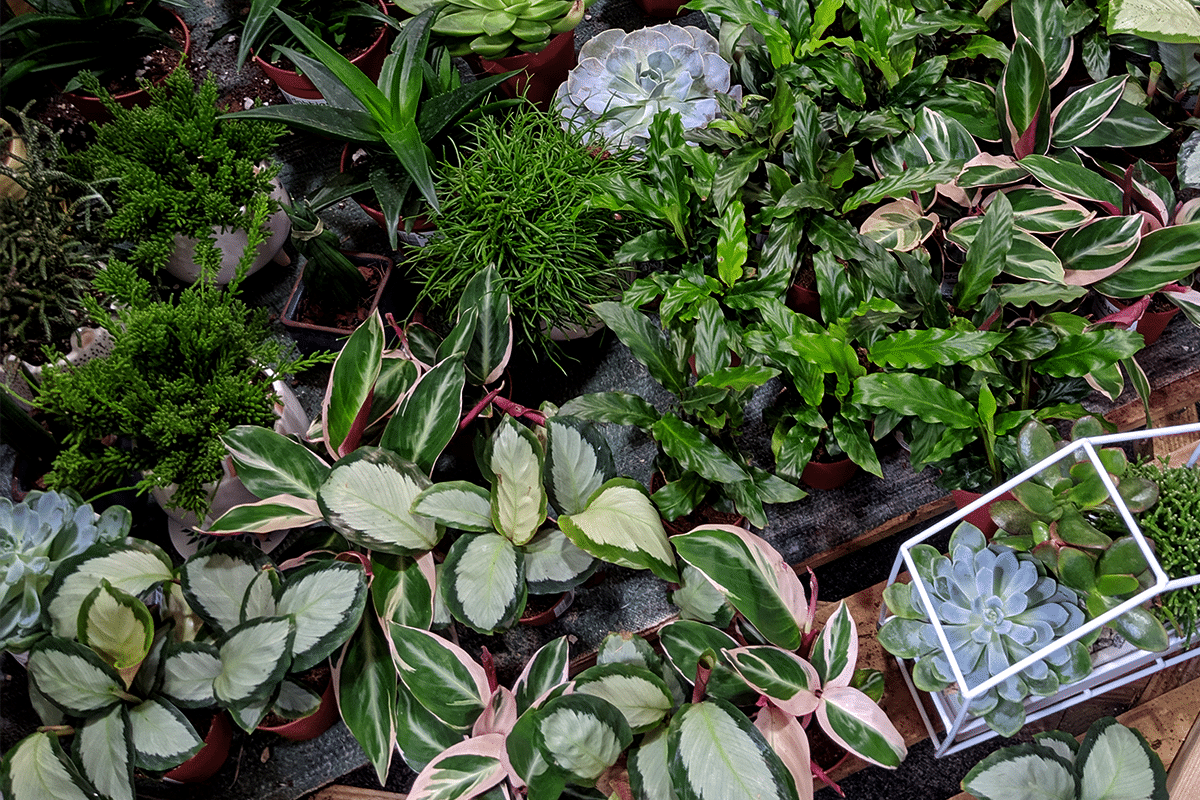 Plant stockists