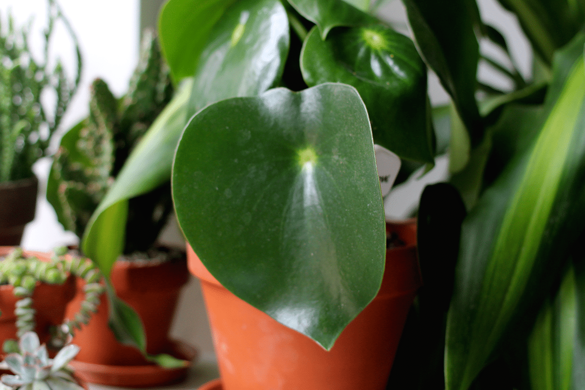 Peperomia care