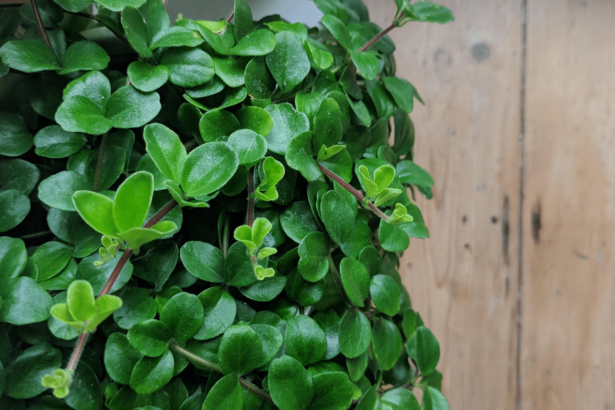 7 not-quite-beginner plants