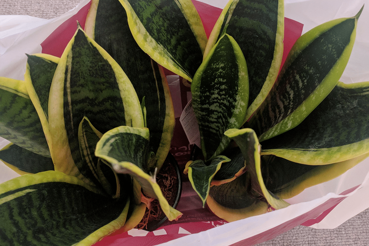 Beginner plants that are hard to kill