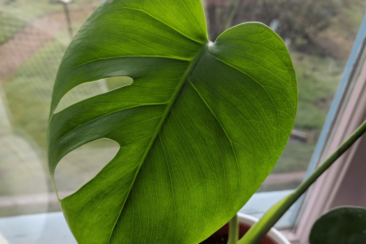 Swiss cheese plant care