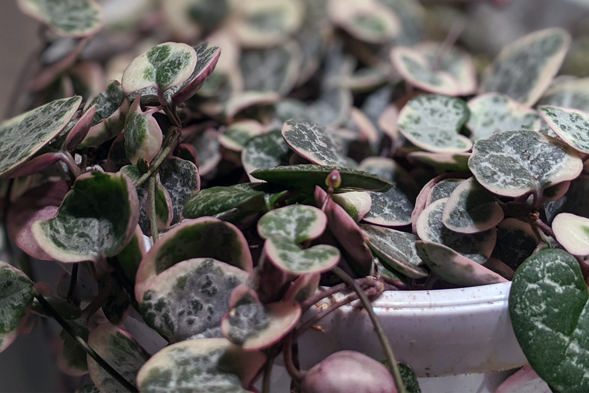 Review: IKEA VÄXER grow light bulbs