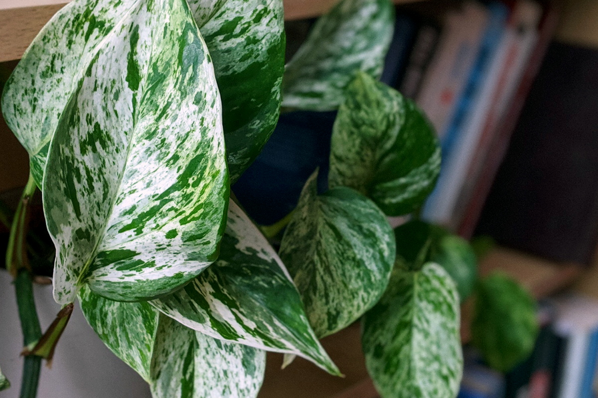 Keeping houseplants alive over winter | Part II