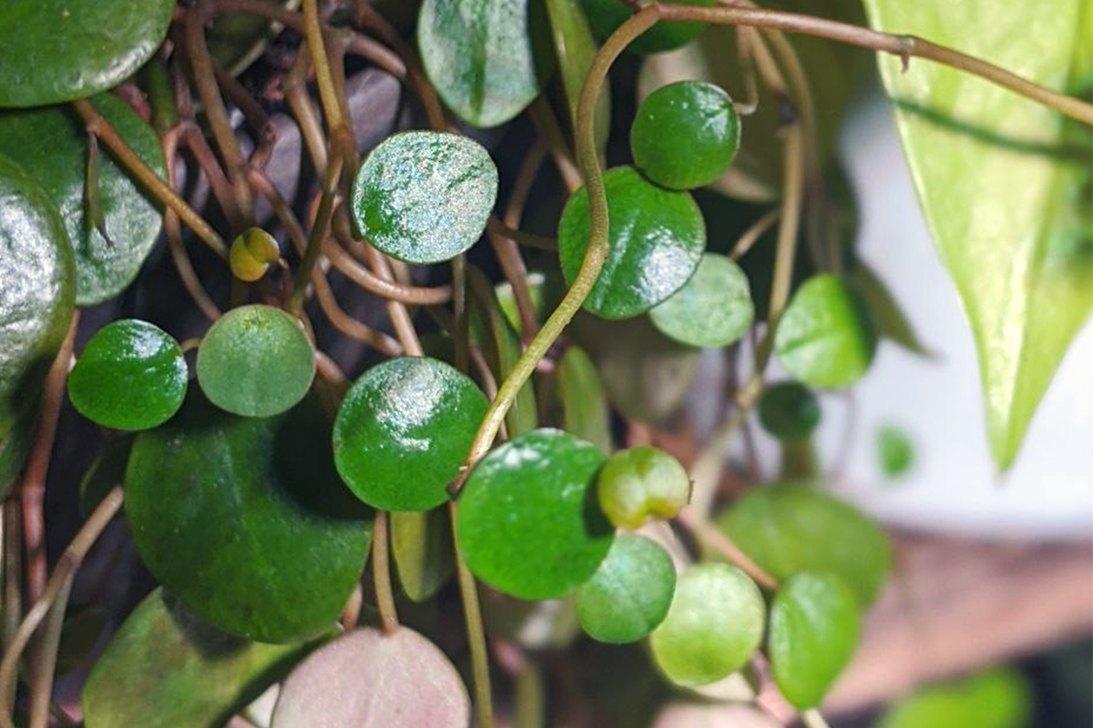 Keeping houseplants alive over winter | Part I