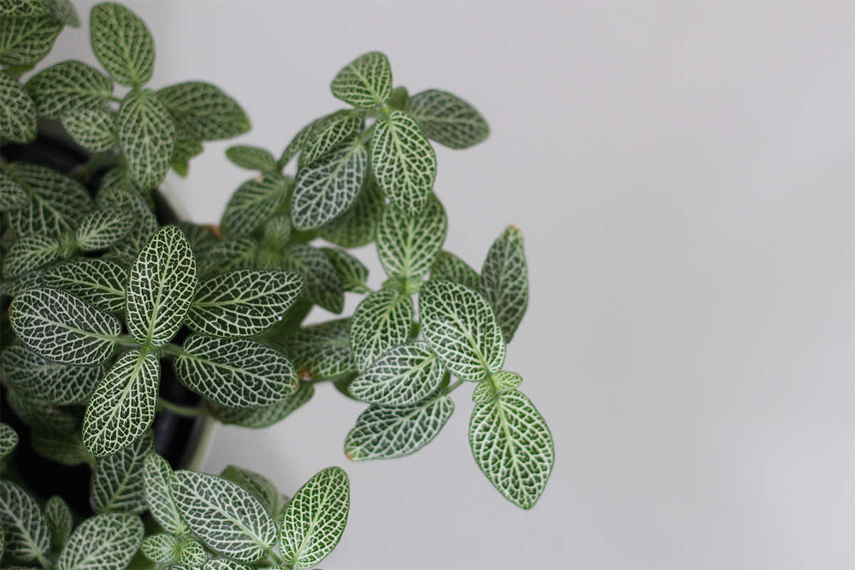 How much water do your plants need?