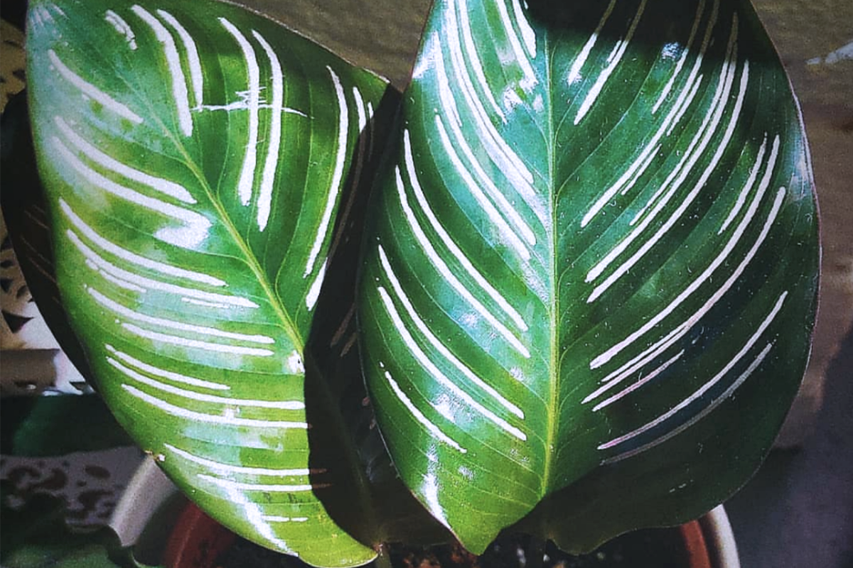 5 steps for reviving calathea after spider mites