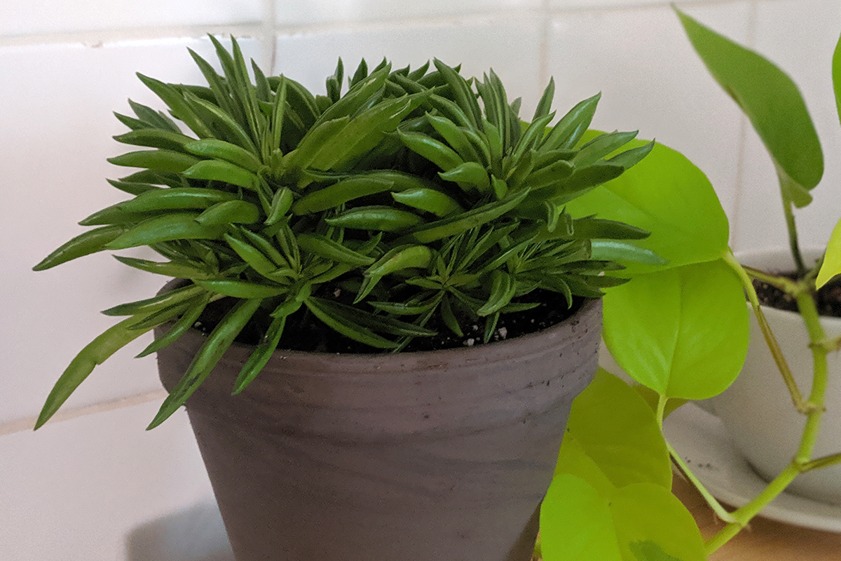 Tips for starting a houseplant collection