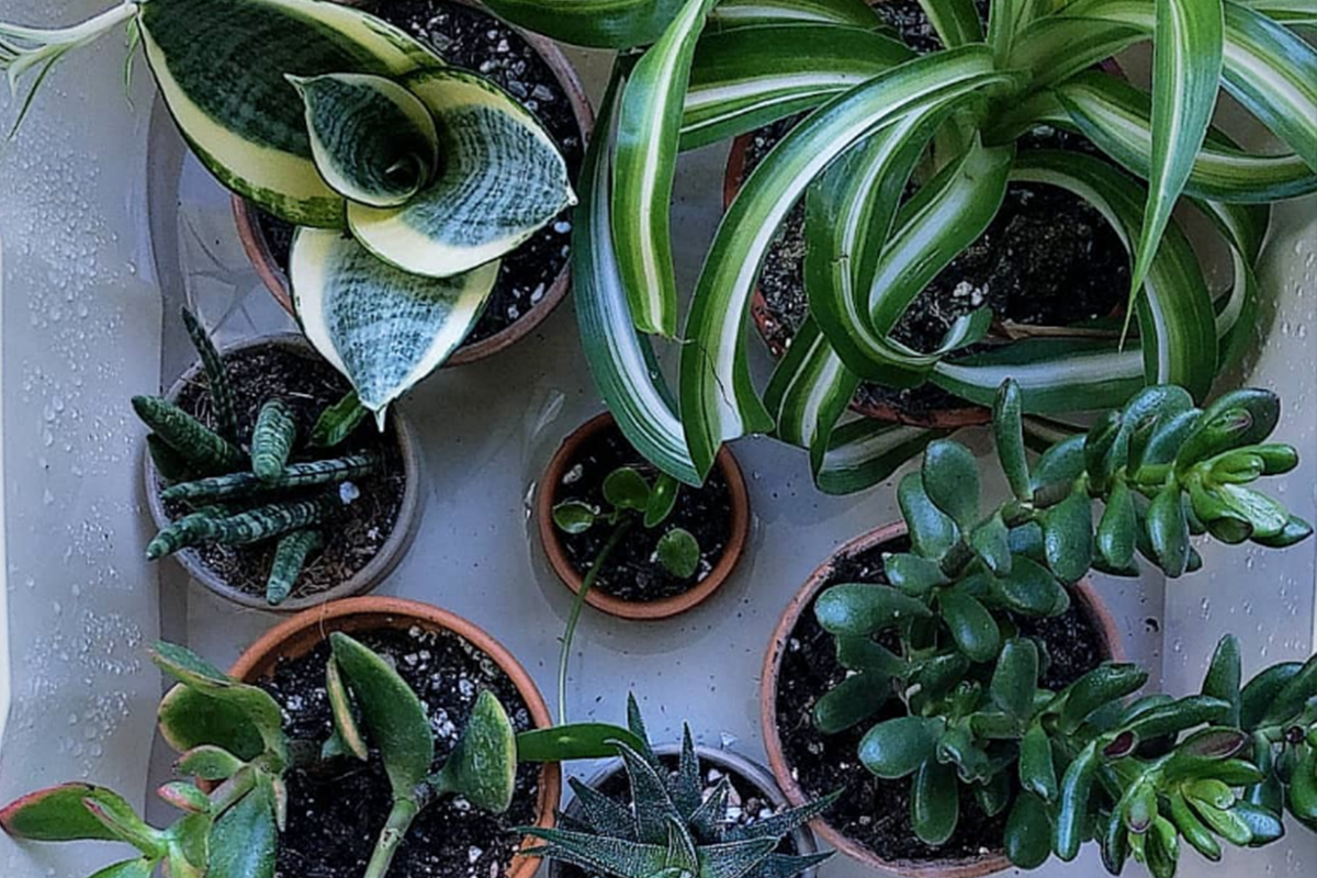 How to water your plants