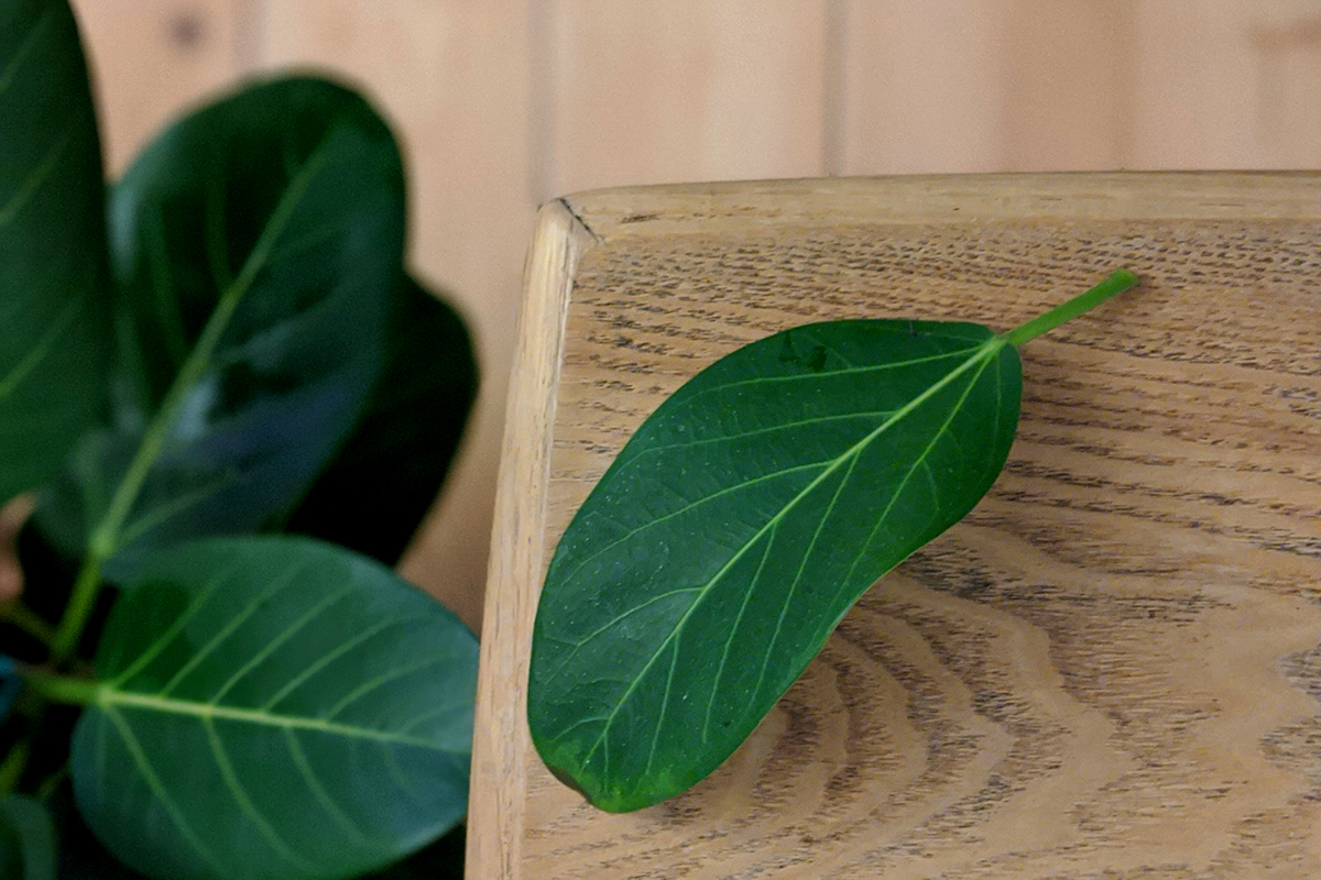 How to save an overwatered plant