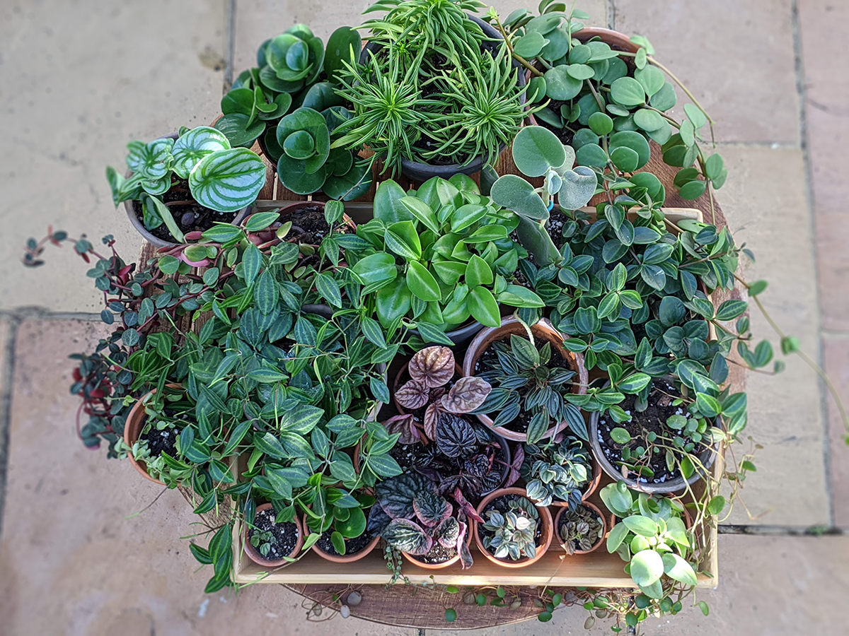 Why your next plant should be a peperomia