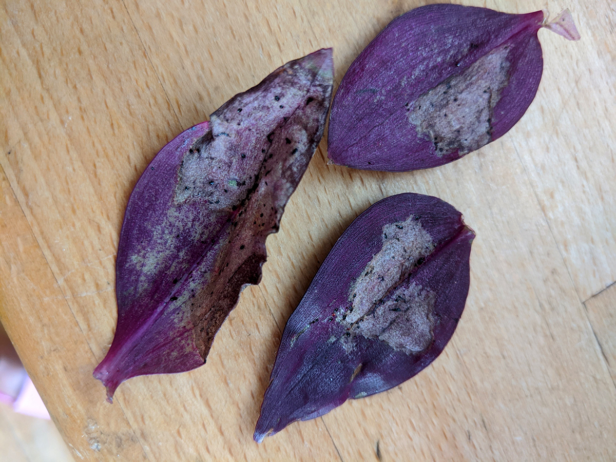 Thrips damage on a tradescantia zebrina
