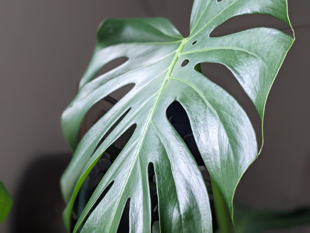 Large monstera deliciosa leaf